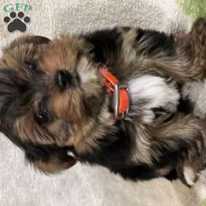 Sky, Yorkie Puppy